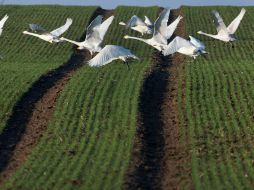 En un campo cercano a Schwerin, Alemania, una parvada de cisnes despega. Alemania perdió en su clasificación como ambientalista. AFP  /