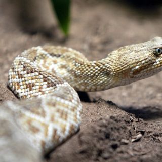 Serpiente muerde a pasajero de avión; realizan aterrizaje de emergencia