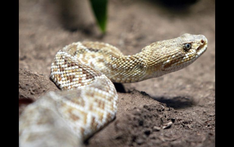 El avión aterrizó en Hurgada, donde la víctima fue ingresada al hospital y el reptil confiscado por las autoridades. ARCHIVO  /