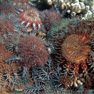 Alumnos del Estado comprobarán con la NASA daños de gases en arrecifes