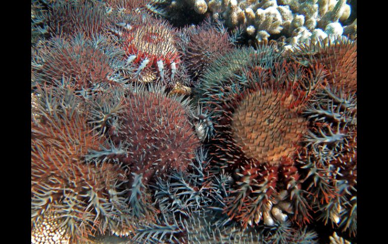 Los aerosoles, en especial el bióxido de carbono, es el causante de un gran daño a los océanos.  /