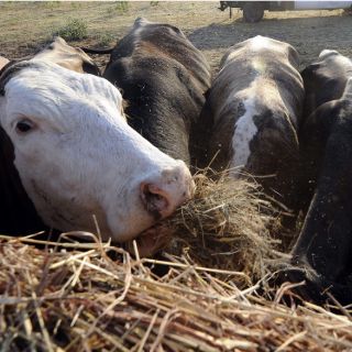 Sector pecuario de Jalisco, urgido de recursos