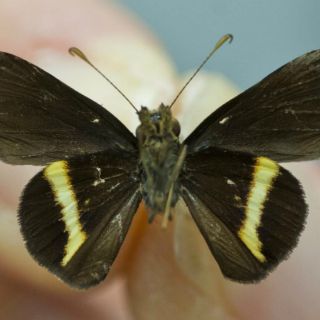 Descubren una nueva especie de mariposa en Jamaica