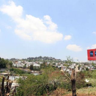 Los acusados de tala en camellones son servidores públicos