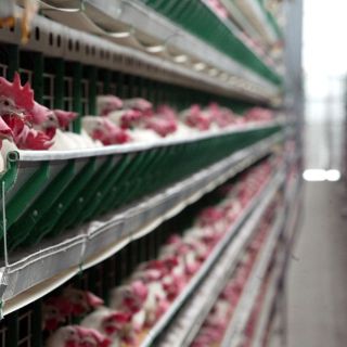 Sagarpa, sin entregar apoyos a avicultores