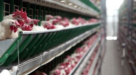 Los recursos se depositaron para canalizarlos a favor de los avicultores alteños perjudicados por el brote de la gripe aviar. ARCHIVO  /