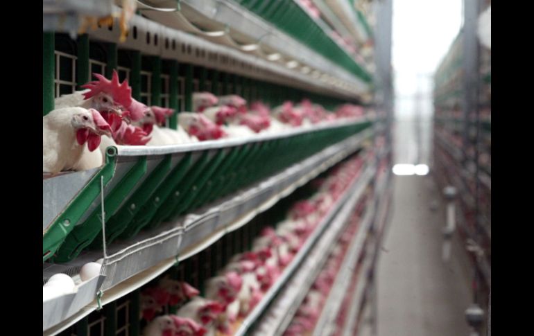 Los recursos se depositaron para canalizarlos a favor de los avicultores alteños perjudicados por el brote de la gripe aviar. ARCHIVO  /