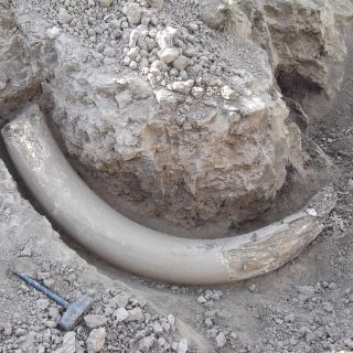 Proponen legalizar comercio de colmillos de mamut