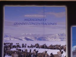 El objetivo del libro es difundir la riqueza de la diversidad biológica del continente americano. ESPECIAL  /