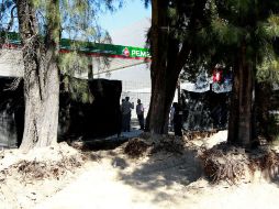 Uno de los ecoguardias detalla que desafortunadamente los árboles perjudicados están muy maduros como para que aguanten  un trasplante.  /