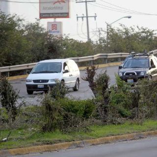 Continúa investigación contra responsables de tala en camellones