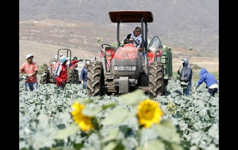 El SOFA recomendó centrarse en una serie de ámbitos con el fin de fomentar la inversión de los pequeños campesinos. ARCHIVO  /