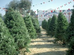 Los árboles recolectados se convertirán en composta por la autoridad municipal, que luego es utilizada en las áreas verdes. ARCHIVO  /