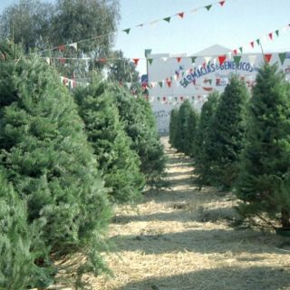 Anuncian campaña para acopio de árboles navideños