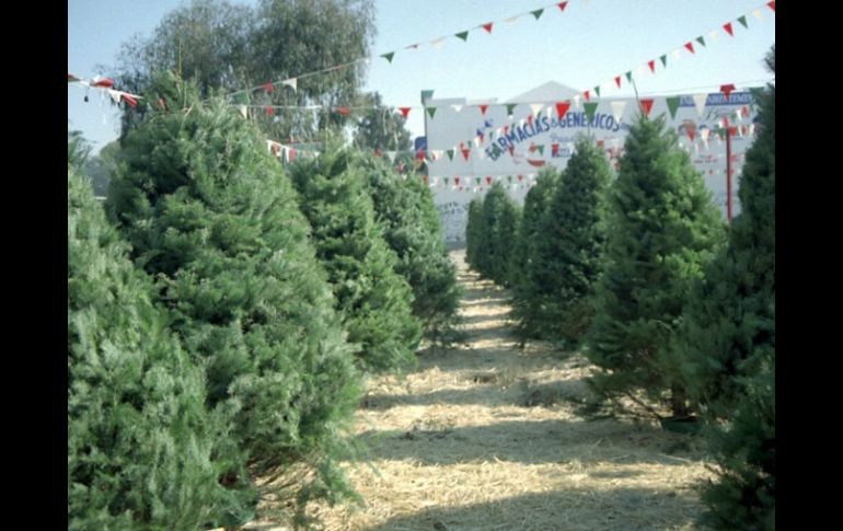 Los árboles recolectados se convertirán en composta por la autoridad municipal, que luego es utilizada en las áreas verdes. ARCHIVO  /