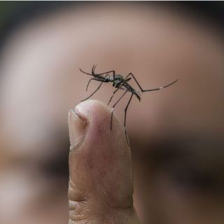 Mosquitos transgénicos lucharían contra el dengue