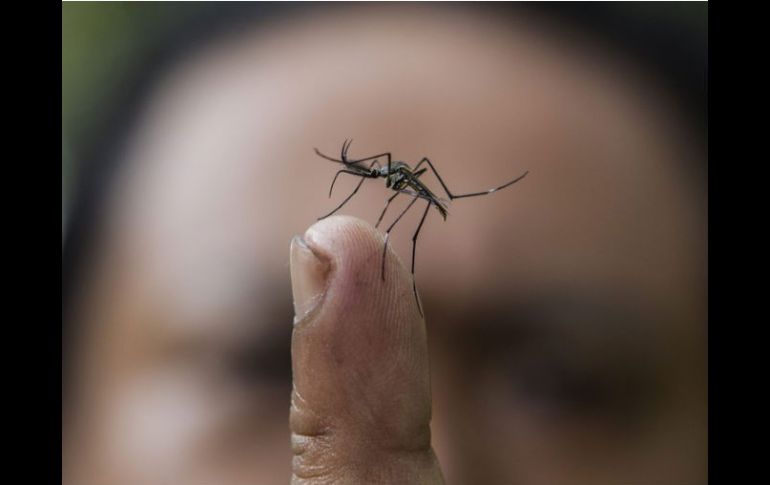 Autoridades seeñalan que los genes modificados desaparecerán del entorno una vez que los mosquitos transgénicos mueran. ARCHIVO  /