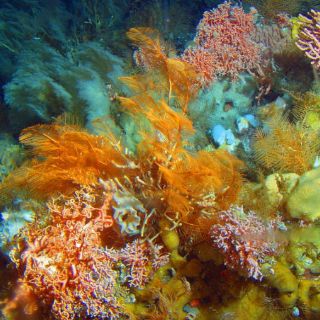 Tec de Monterrey y NASA estudiarán Islas Vírgenes