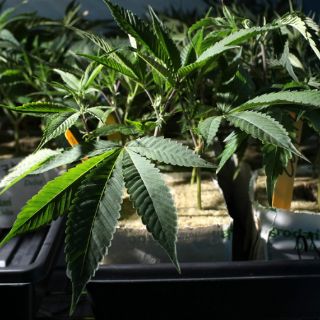 Parlamento checo aprueba uso del cannabis con fines terapéuticos