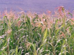 Resaltan que la aplicación del apoyo ofrecido por  la Sagarpa evitaría que el maíz blanco se pague como si fuera sorgo. ARCHIVO  /
