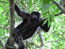 El estudio de los primates es relevante para la conocer la hibridación de especies ancestrales de humanos. ESPECIAL  /