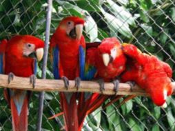 Guacamayas rojas, especie en peligro de extinción. ESPECIAL  /