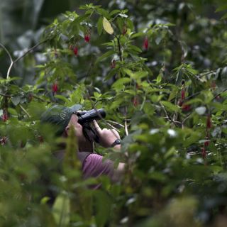Perú atrae a ornitólogos de todo el mundo