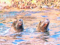 EL FARALLÓN. Es una reserva natural de Sinaloa habitada por leones marinos.  /