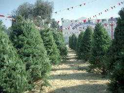 Las entidades donde se registra mayor producción de árboles son el Estado de México, Veracruz y Puebla. ARCHIVO  /