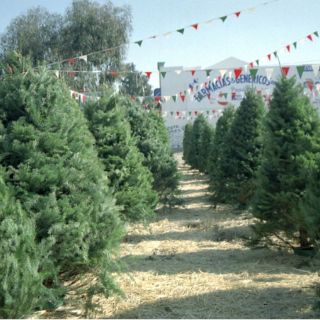 Semarnat reporta producción insuficiente de árboles navideños