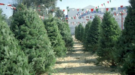 Las entidades donde se registra mayor producción de árboles son el Estado de México, Veracruz y Puebla. ARCHIVO  /