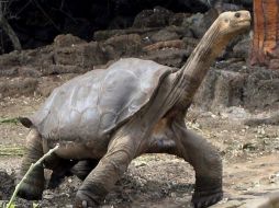 Las ratas negras han afectado la reproducción de las tortugas gigantes de Galápagos. ARCHIVO  /