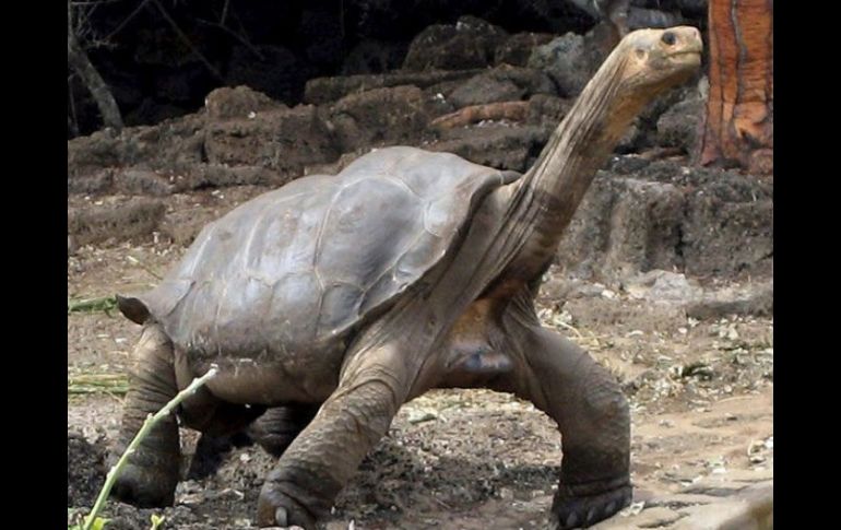 Las ratas negras han afectado la reproducción de las tortugas gigantes de Galápagos. ARCHIVO  /