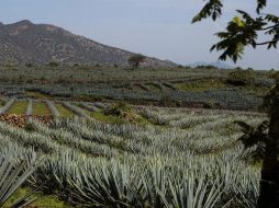 La información significa una herramienta más para la planeación de la agroindustria. ARCHIVO  /