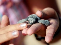 Este año se logró proteger seis mil 13 nidos de tortuga marina en el Campamento La Gloria, en Tomatlán. XINHUA  /