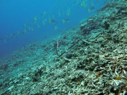 Esta alga coralina, que es clave en la construcción de los arrecifes y en la cohesión de los corales. ARCHIVO  /