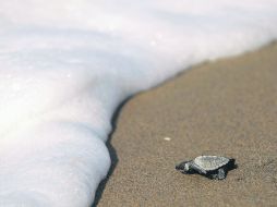 CAMPAMENTO LA GLORIA. Una cría de tortuga marina se interna en el mar, en Tomatlán.  /