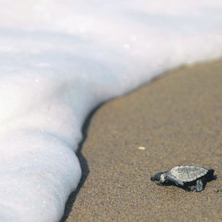 Conservación tortuguera, con resultados positivos