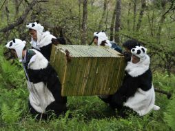 Junto a los delfines, los pandas gicantes están en peligro de extinción en China. ARCHIVO  /