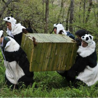 Se reduce un 60 % el número de delfines del Yangtsé