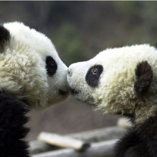 La WWF alerta sobre alto impacto ecológico chino