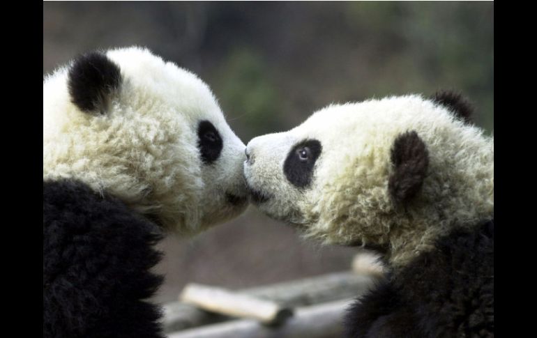 Los pandas son una especie protegida en China. ARCHIVO  /