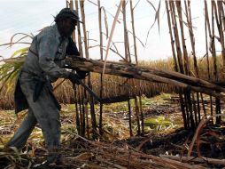 La plantación de caña se tiene en 12 estados del país. ARCHIVO  /