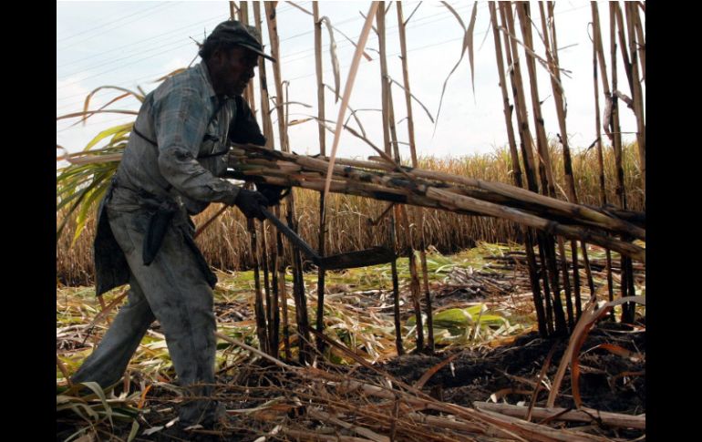 La plantación de caña se tiene en 12 estados del país. ARCHIVO  /