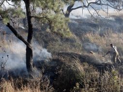 El bosque tiene una extensión de mil 860 hectáreas, de las cuales mil 591 son consideradas como área natural protegida. ARCHIVO  /