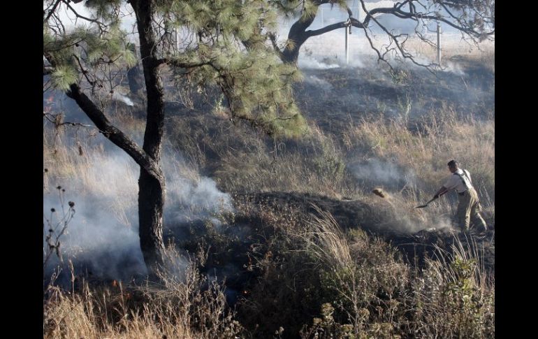 El bosque tiene una extensión de mil 860 hectáreas, de las cuales mil 591 son consideradas como área natural protegida. ARCHIVO  /
