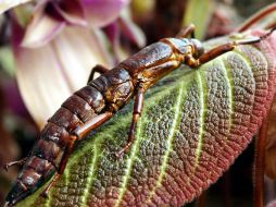 Para recolectar e identificar a los artrópodos se requirió la participación de 102 científicos de 21 países. ARCHIVO  /