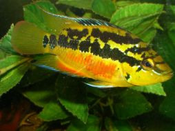 En algunos ríos varias especies se han extirpado, es decir, los peces ya no existen en algunos ríos. ID  /