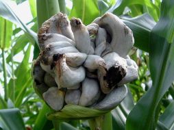 Dadas las propiedades del alimento, actualmente se busca la producción del huitlacoche para su exportación. ID  /