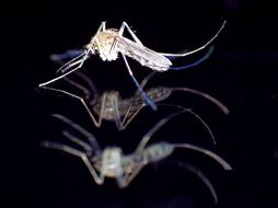 La baja en la lucha contra el paludismo, podría revertir los logros de la última década. ARCHIVO  /